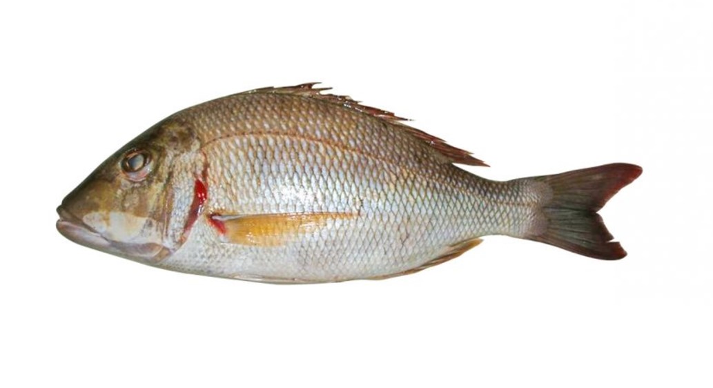 Ikan Kaci
