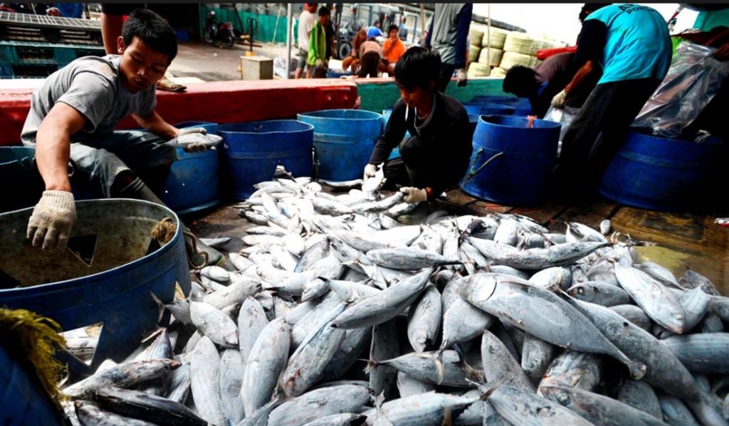 Jual Ikan Laut Tuna Di Jakarta-